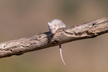 raton domestico sobre una rama