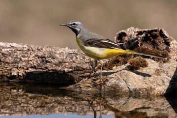 lavandera cascadeña (Motacilla cinerea)