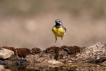 lavandera cascadeña (Motacilla cinerea)