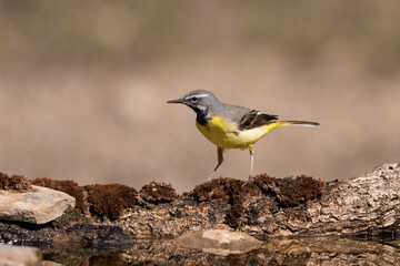 lavandera cascadeña (Motacilla cinerea)