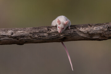 raton domestico sobre una rama