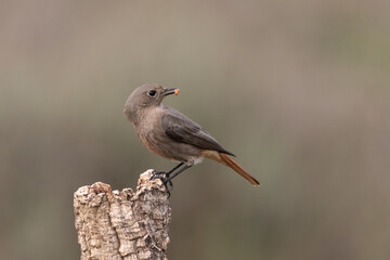 colirrojo tizón (Phoenicurus ochruros)​ 