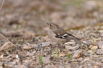 Fototapeta premium pinzon (Fringilla coelebs) 
