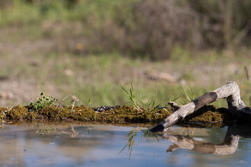pequeño paisaje de naturaleza 