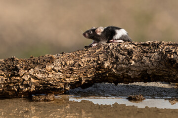raton domestico sobre un tronco © JOSE ANTONIO