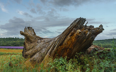 Fototapeta premium Wood trunck