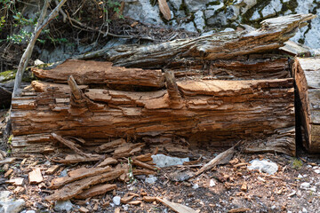 wood decomposition (trunk)
