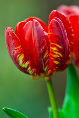 Closeup of two red tulip flowers against green backound in spring.