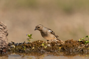 pinzon  (Fringilla coelebs) 