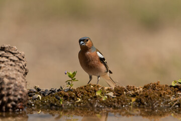 pinzon  (Fringilla coelebs) 