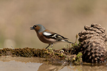 pinzon  (Fringilla coelebs) 