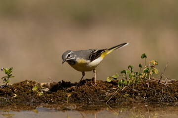 lavandera cascadeña (Motacilla cinerea)