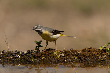 lavandera cascadeña (Motacilla cinerea)