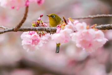 福岡【白野江植物公園の河津桜】