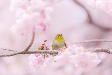Fototapeta premium 福岡【白野江植物公園の河津桜】