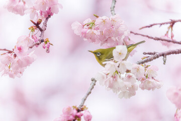 福岡【白野江植物公園の河津桜】
