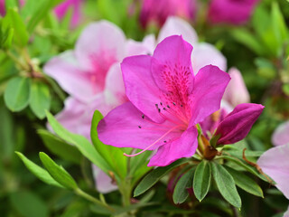 Close up azalea flowers