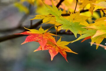 カエデの葉
