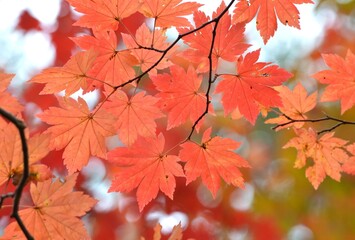 カエデの葉
