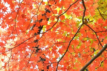 カエデの葉