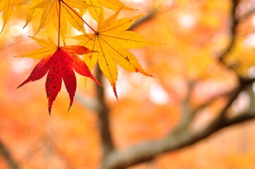 カエデの葉