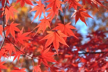 カエデの葉