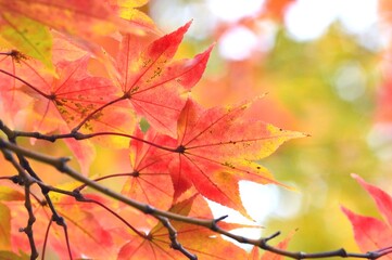 カエデの葉