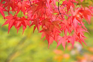 カエデの葉