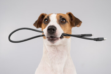 Dog jack russell terrier gnaws on a black usb wire on a white background.  - obrazy, fototapety, plakaty