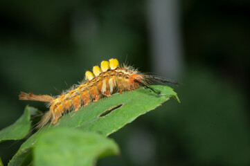 caterpillar on green leaf background in animal/wild nature background