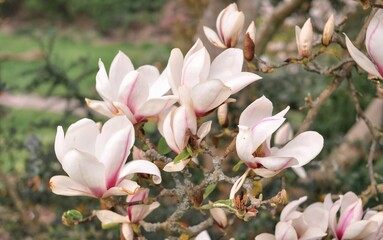 Blooming pink flowers of magnolia tree