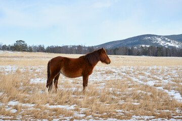 Obraz premium Lone wild horse grazes in the meadow. Olkhon Island, Baikal. Side view.