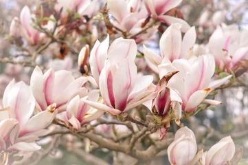 Foto op Canvas Pink magnolia tree blossom © Наталья Добровольска