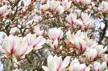 magnolia tree blossom