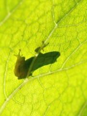 蕗の葉に蛙のシルエット