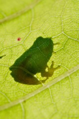 蕗の葉に蛙のシルエット