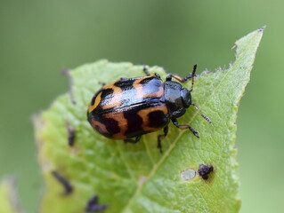 The leaf beetle Chrysomela lapponica eating on a leaf