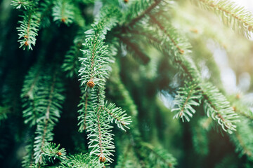 The twigs ate close-up with a sunny glow. 