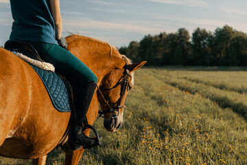 Red horse with rider upon back standing in outdoors at sunset, behind view.