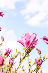 magnolia tree blossom in springtime. tender pink flowers bathing in sunlight. 