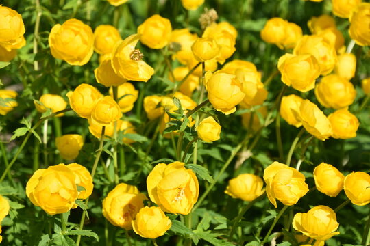 Globeflower Trollius europaeus yellow flowers  in a garden in spring