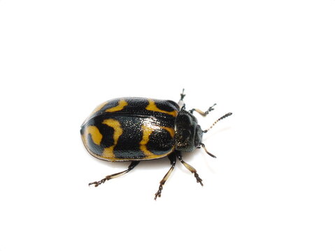 The leaf beetle Chrysomela lapponica isolated on white background