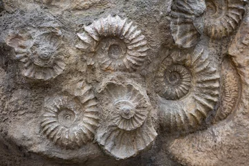 Fossil ammonite in stone - paleontology fossils background © mejn