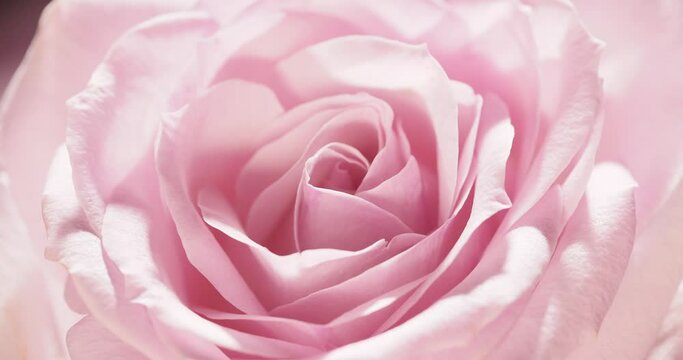 Macro of pink rose