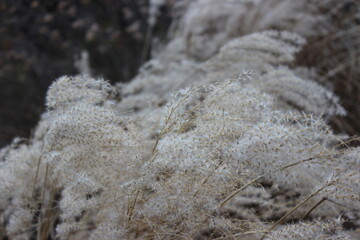 Natur