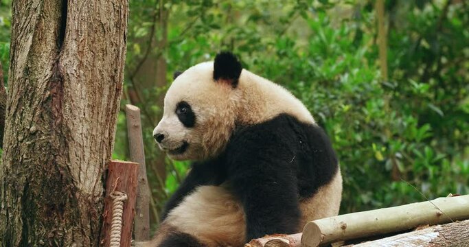 One young panda bear sitting relax in the zoo at Chengdu Research Base of Giant Panda Breeding