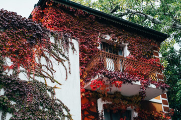 Buildings covered in red ivy. A creeping plant adorns the city's old houses. 
