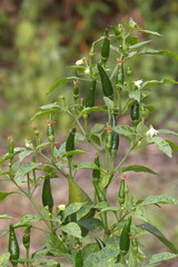 close-up of chili seeds green on the tree