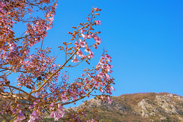 Spring flowers. Branches of Paulownia tomentosa tree in bloom. Copy space. Montenegro