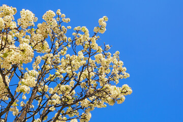 Branches of blooming cherry tree with white flowers against  blue sky on sunny spring day